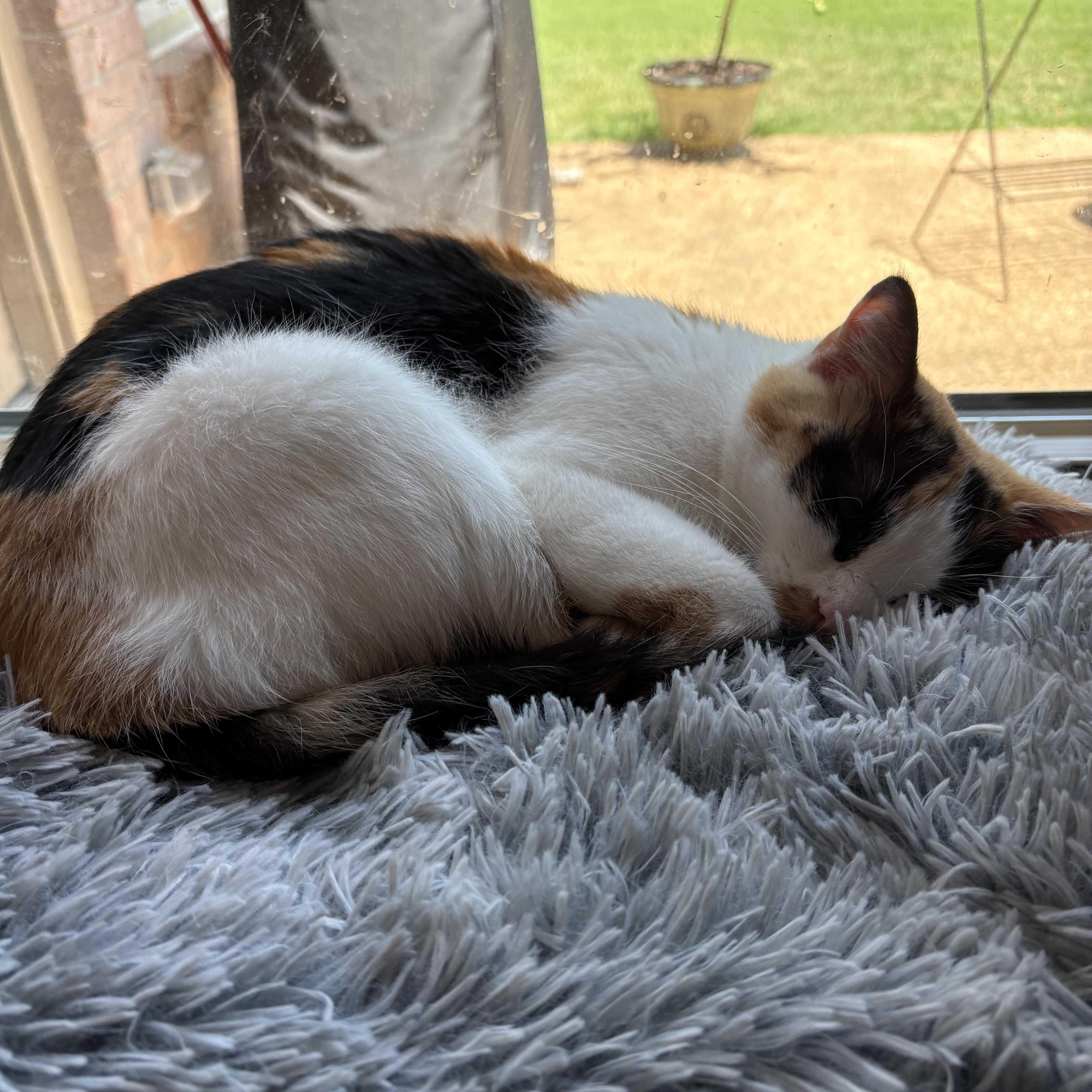 Jane Austen, a Adoptable Calico in Memphis, TN image 4/4