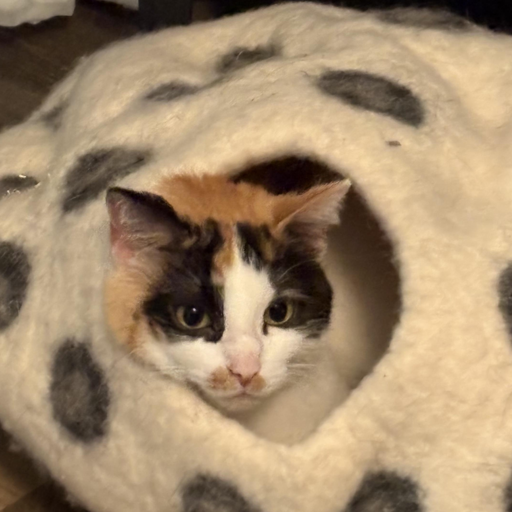Jane Austen, a Adoptable Calico in Memphis, TN image 2/4