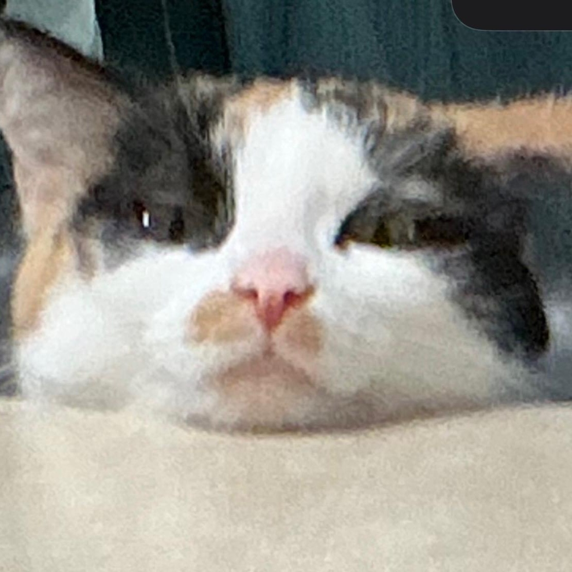 Jane Austen, a Adoptable Calico in Memphis, TN image 3/4