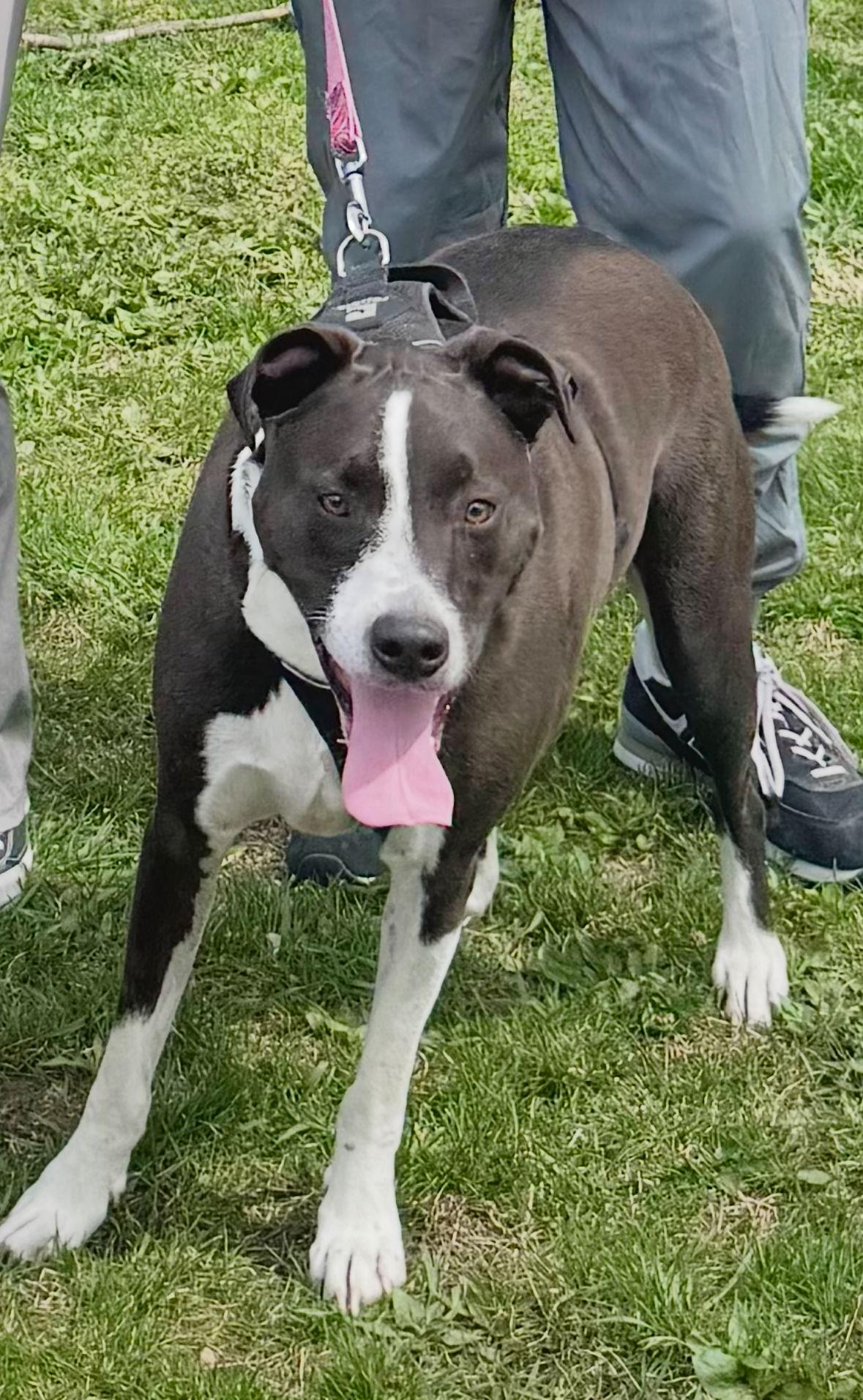 Blu, a Adoptable mixed breed in Williamsburg, IA image 1/3