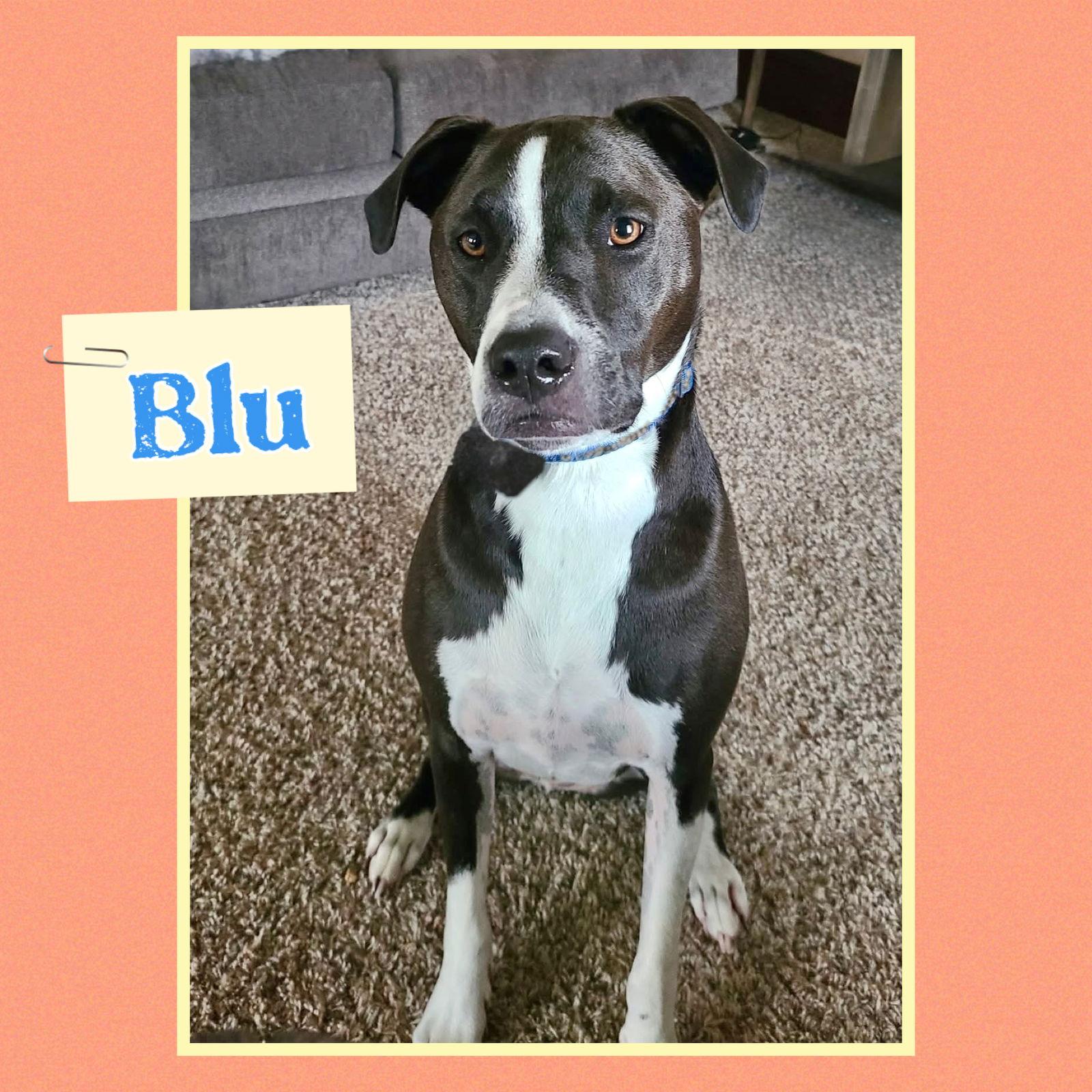Blu, a Adoptable mixed breed in Williamsburg, IA image 2/3