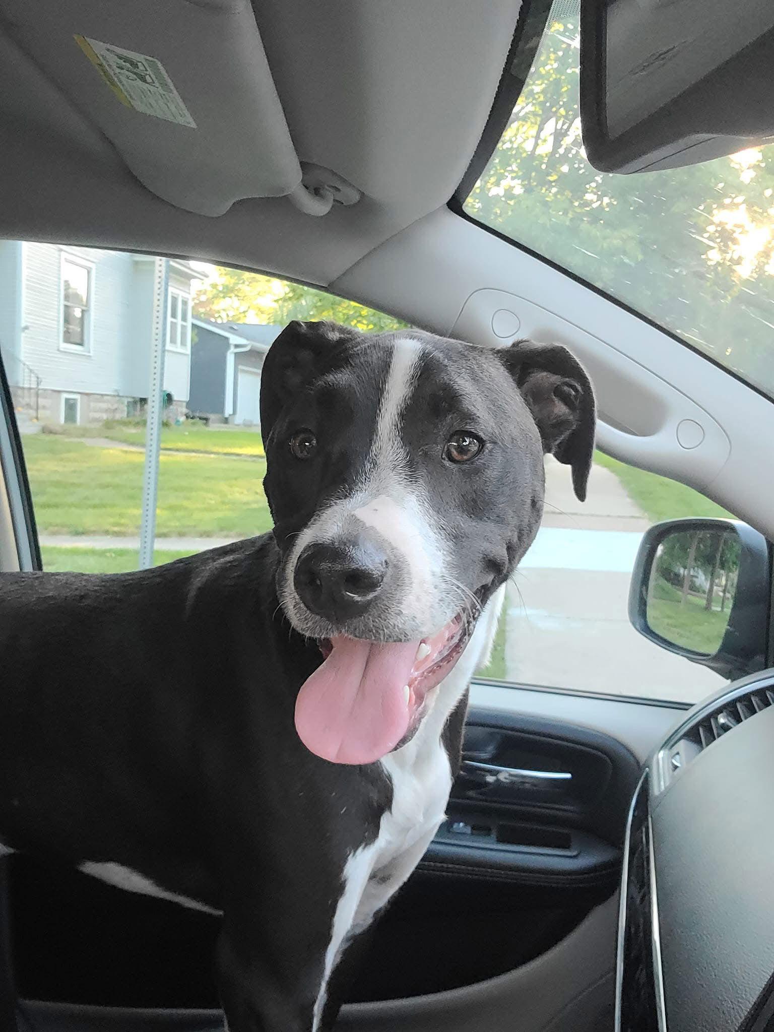 Blu, a Adoptable mixed breed in Williamsburg, IA image 3/3