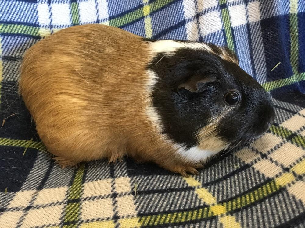 Varity ( Bonded to Vesna), a Adopted Guinea Pig in San Diego, CA image 1/4