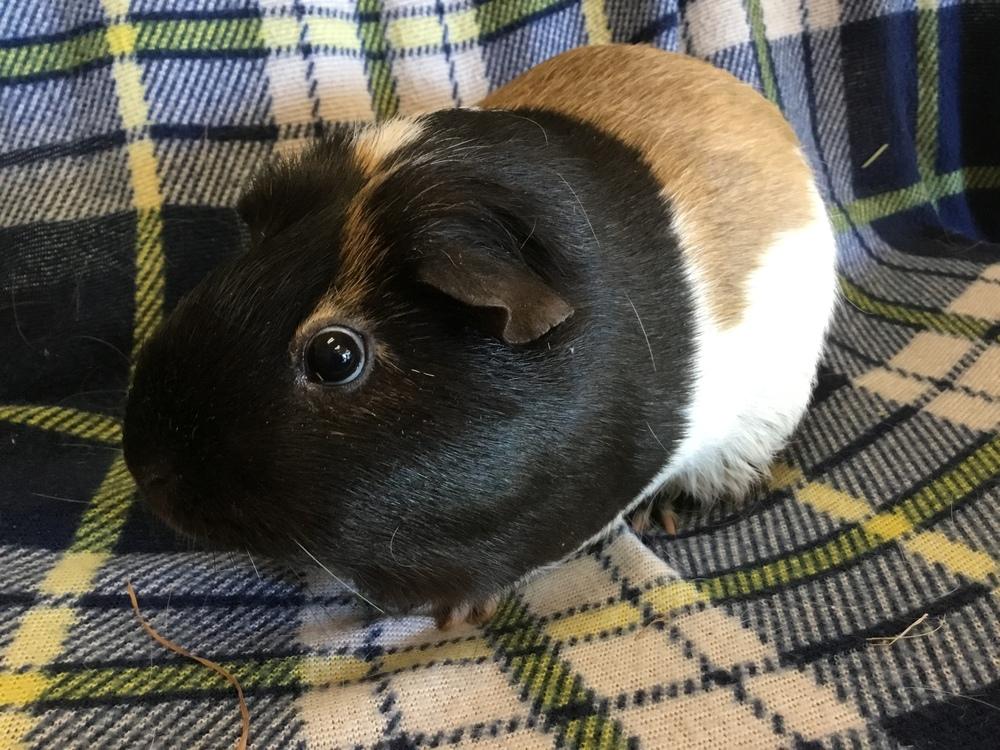 Varity ( Bonded to Vesna), a Adopted Guinea Pig in San Diego, CA image 2/4
