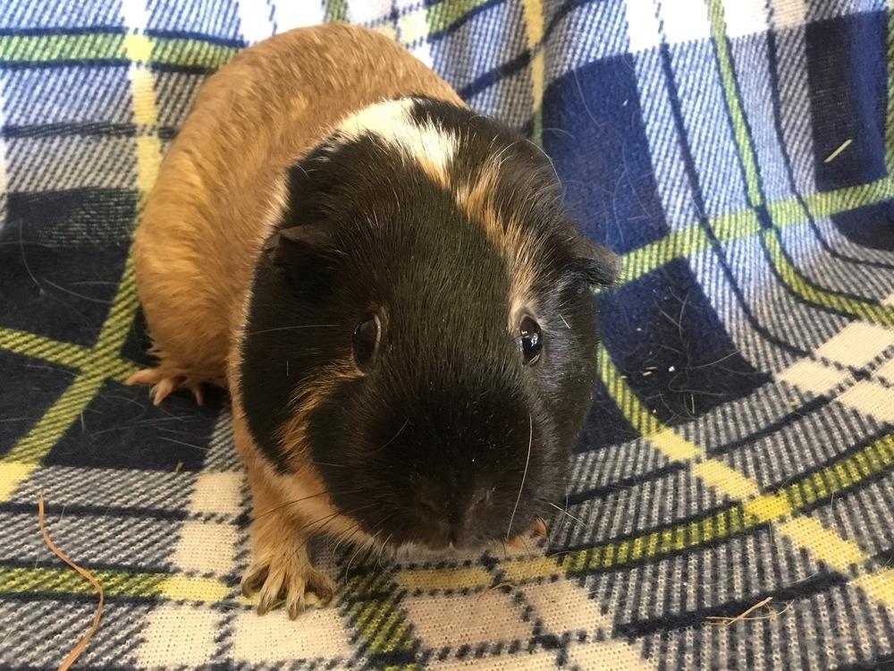 Varity ( Bonded to Vesna), a Adopted Guinea Pig in San Diego, CA image 3/4