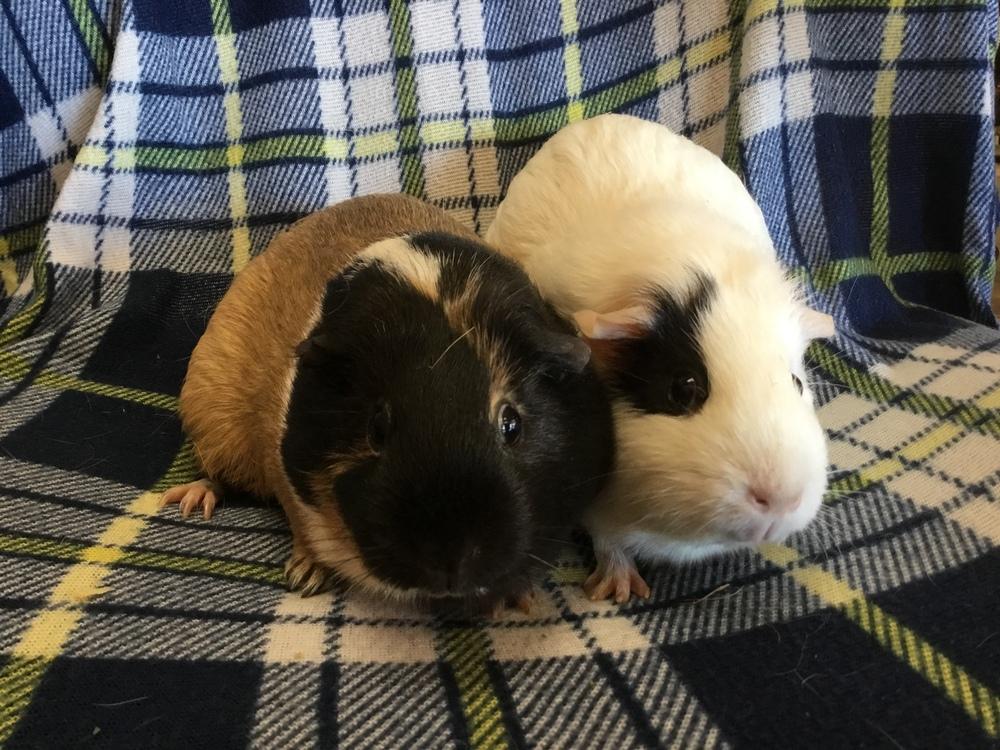 Varity ( Bonded to Vesna), a Adopted Guinea Pig in San Diego, CA image 4/4