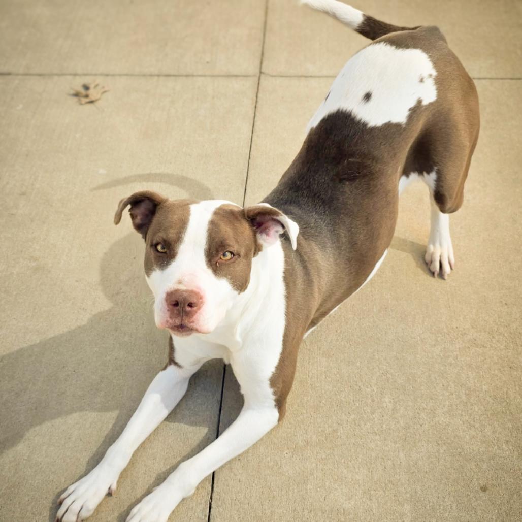 Millicent, Adoptable, Adult Female Pit Bull Terrier.