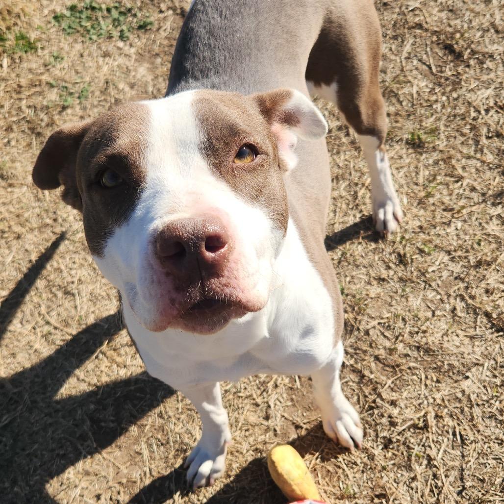 Enlarge Millicent, a Adoptable Pit Bull Terrier in Norman, OK image 2/4
