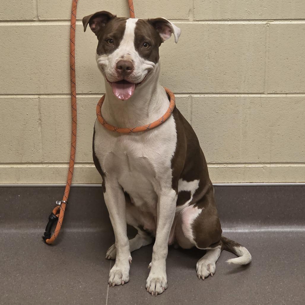 Enlarge Millicent, a Adoptable Pit Bull Terrier in Norman, OK image 3/4