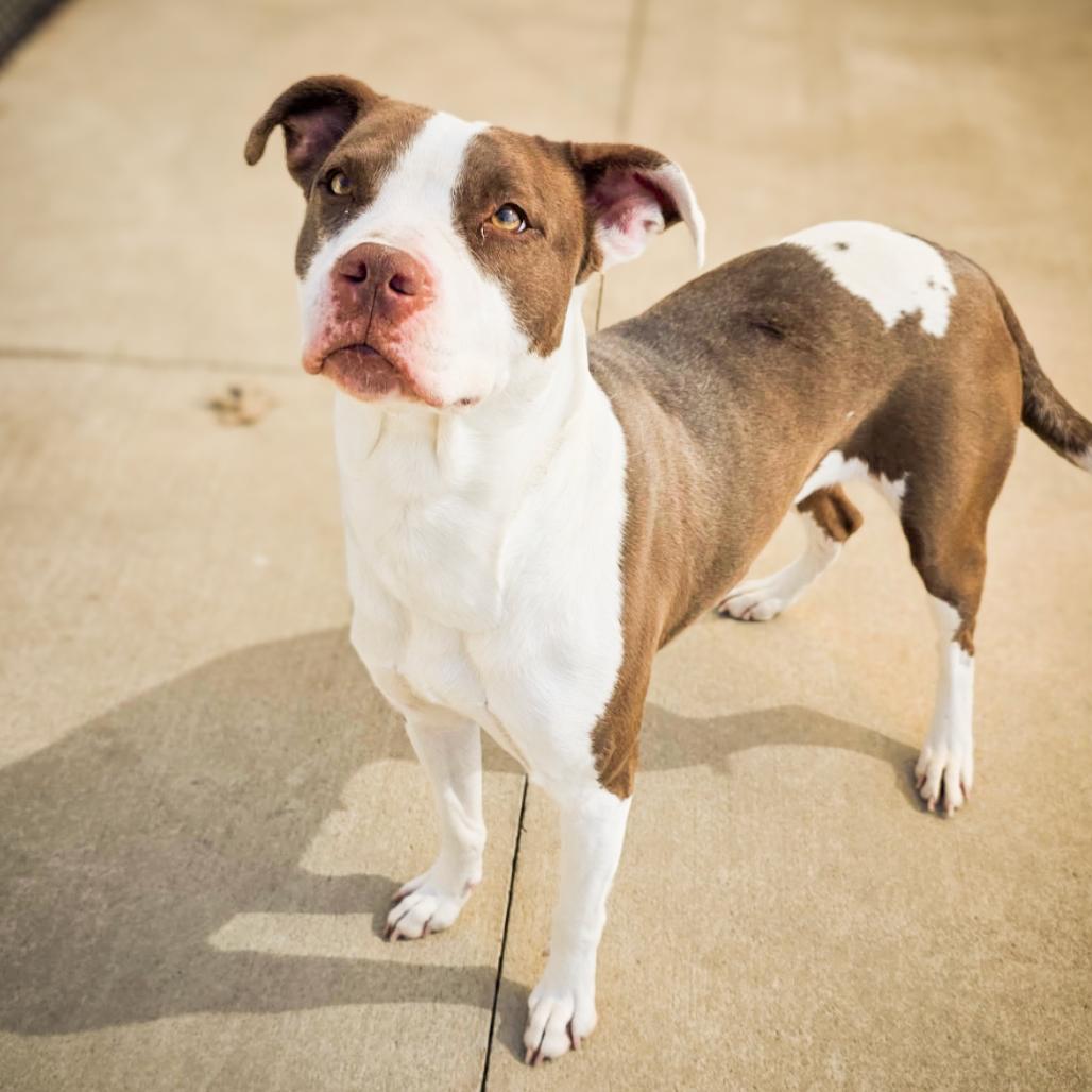 Enlarge Millicent, a Adoptable Pit Bull Terrier in Norman, OK image 4/4