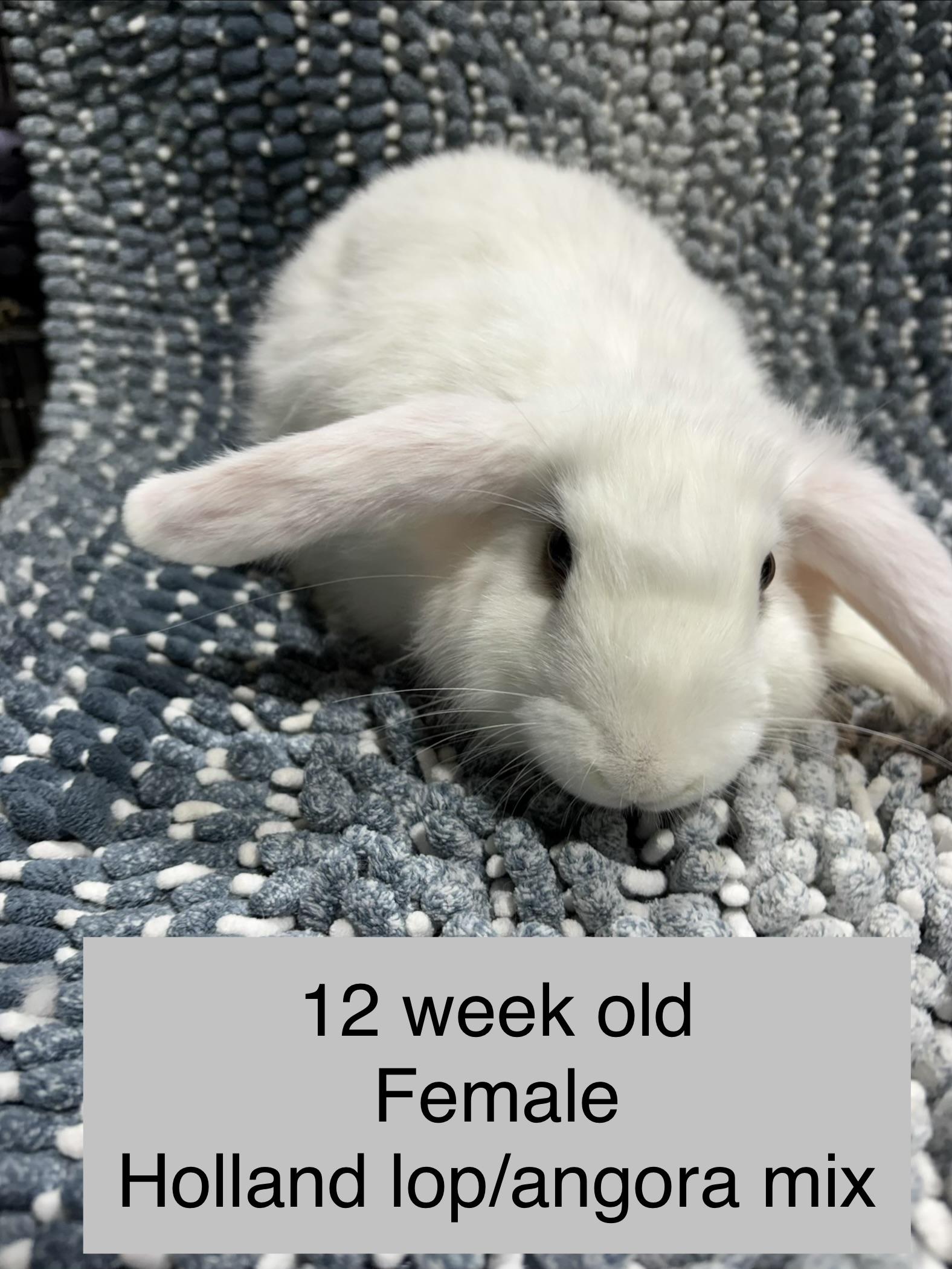 Sneezy , ADOPTABLE, Baby Female Holland Lop & Angora Rabbit.