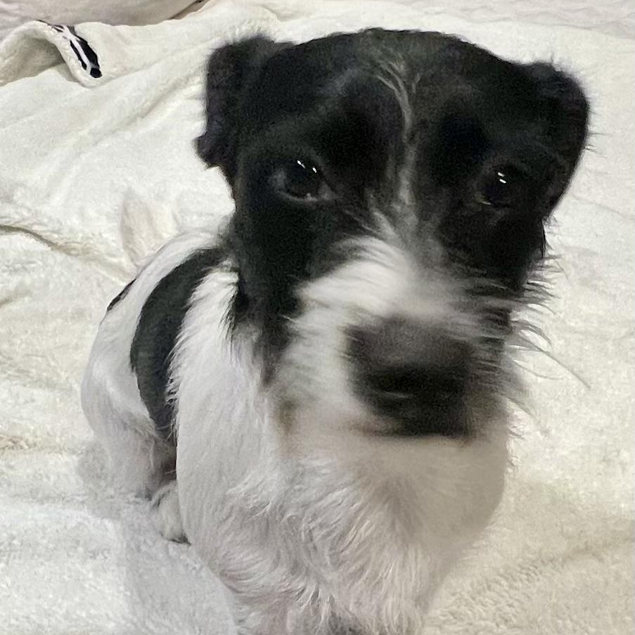 Freddy! Sweet and playful! , Adoptable, Young Male Mixed Breed & Cairn Terrier.