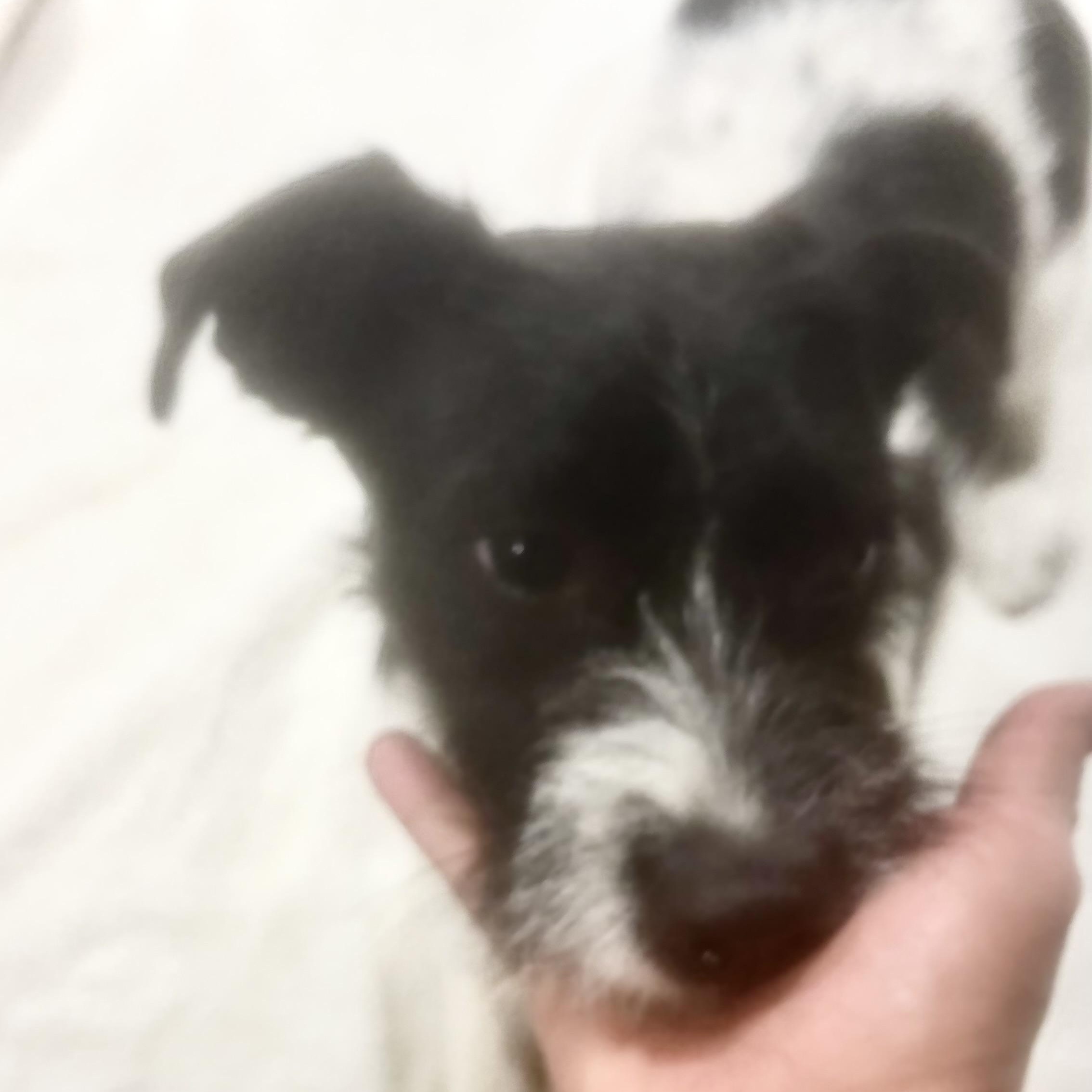 Enlarge Freddy! Sweet and playful! , a Adoptable mixed breed in East Hartford, CT image 2/6