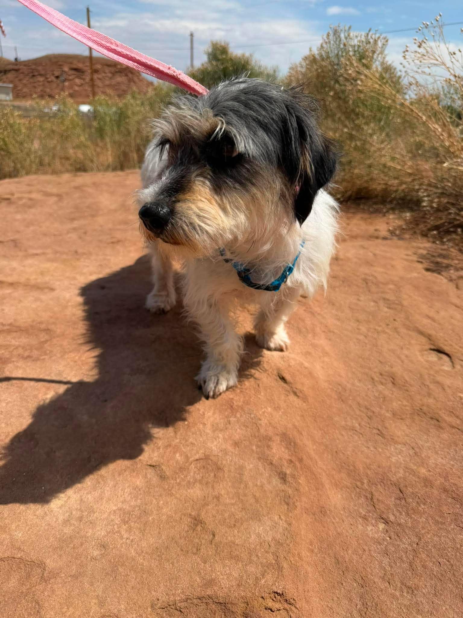 Enlarge Duke, an adopted mixed breed in Roosevelt, UT image 2/4