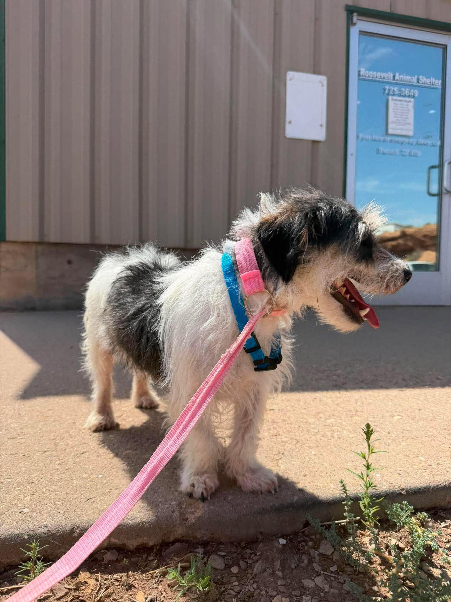 Enlarge Duke, an adopted mixed breed in Roosevelt, UT image 3/4