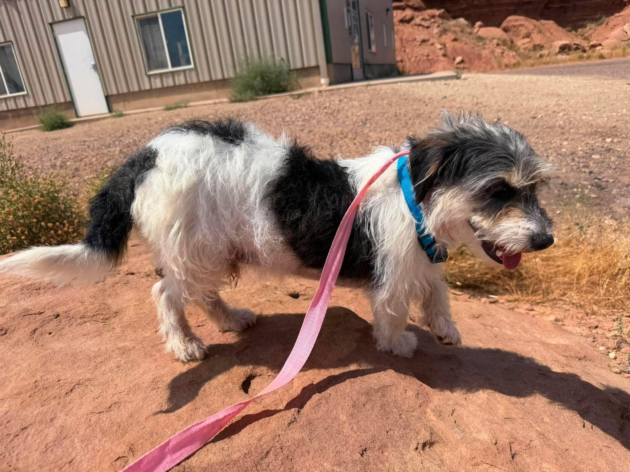 Enlarge Duke, an adopted mixed breed in Roosevelt, UT image 4/4