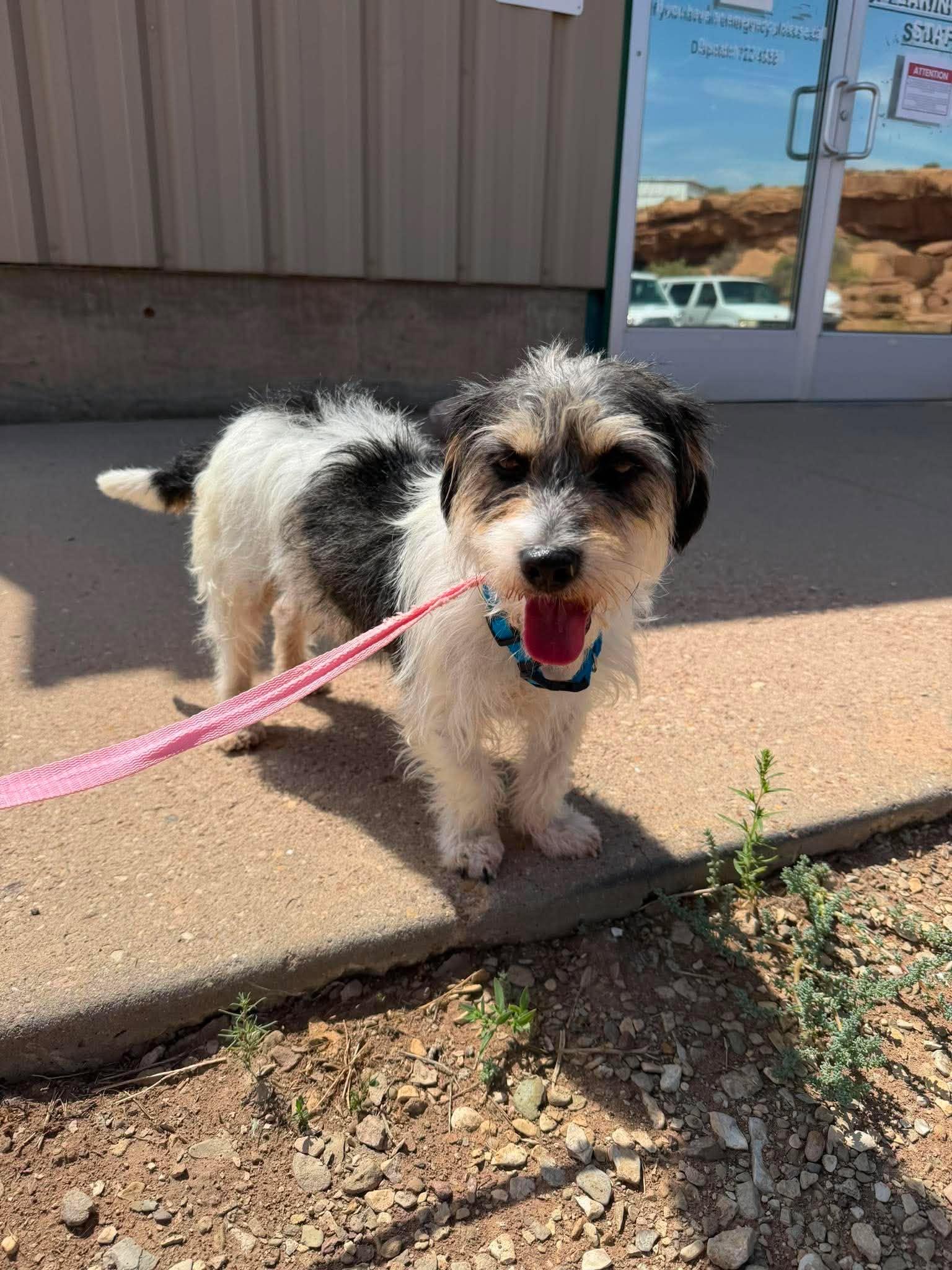 Duke, adopted, Adult Male Jack Russell Terrier.