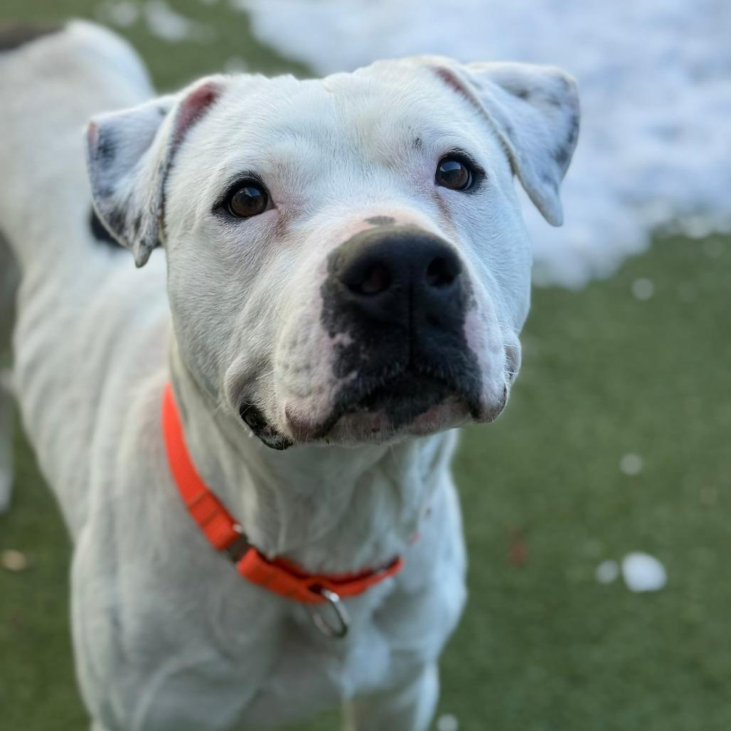 Pete, Adoptable, Adult Male Pit Bull Terrier.