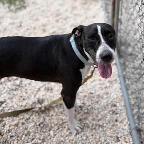 Enlarge CHARLEE, a Adoptable Mixed Breed in Pensacola, FL image 1/1
