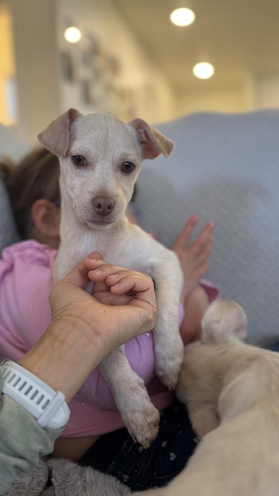 Enlarge Tobey, a ADOPTABLE mixed breed in Commerce City, CO image 1/6