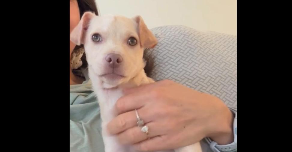 Enlarge Tobey, a ADOPTABLE mixed breed in Commerce City, CO image 3/6