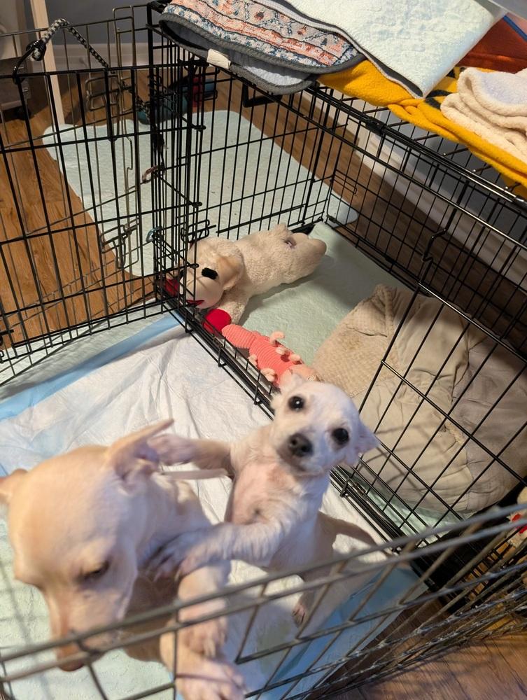 Enlarge Tobey, a ADOPTABLE mixed breed in Commerce City, CO image 6/6