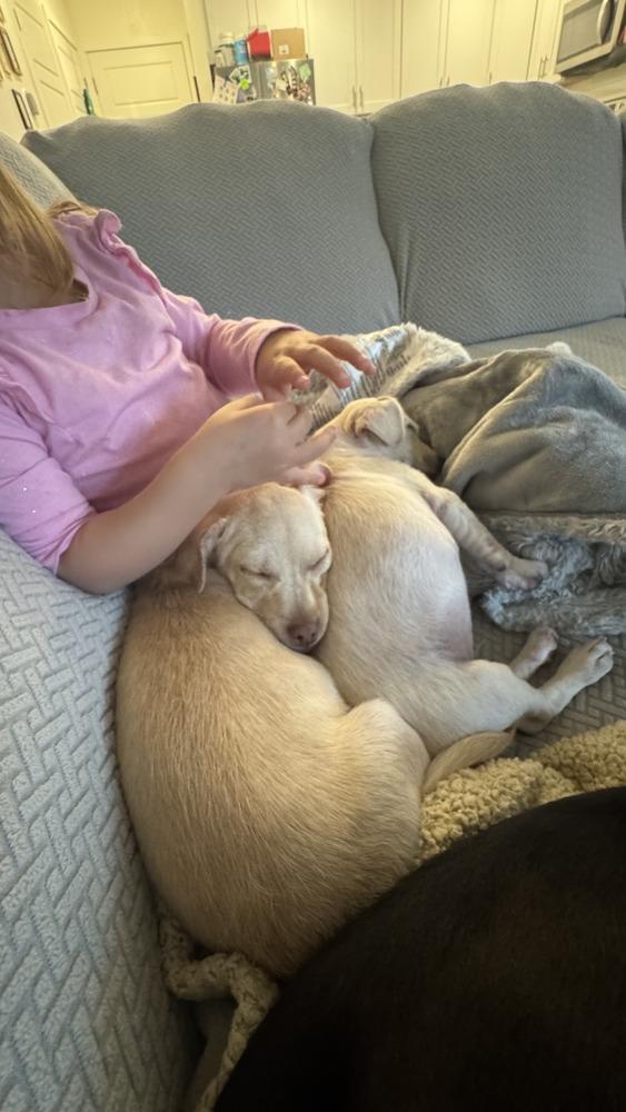 Enlarge Tobey, a ADOPTABLE mixed breed in Commerce City, CO image 2/6