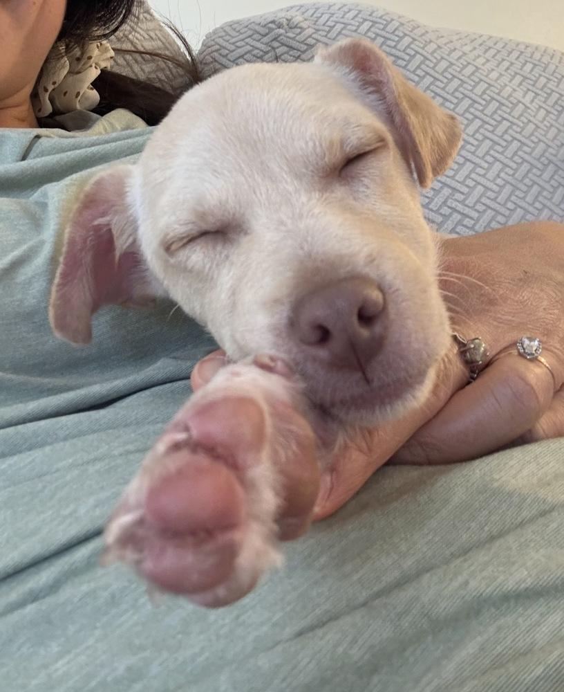 Enlarge Tobey, a ADOPTABLE mixed breed in Commerce City, CO image 4/6