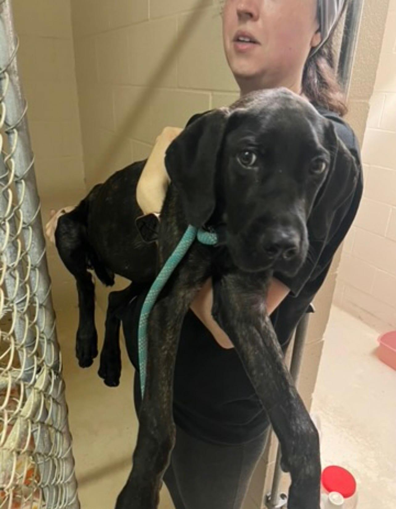 Enlarge Ozzy, an adopted mixed breed in Sheboygan, WI image 1/2