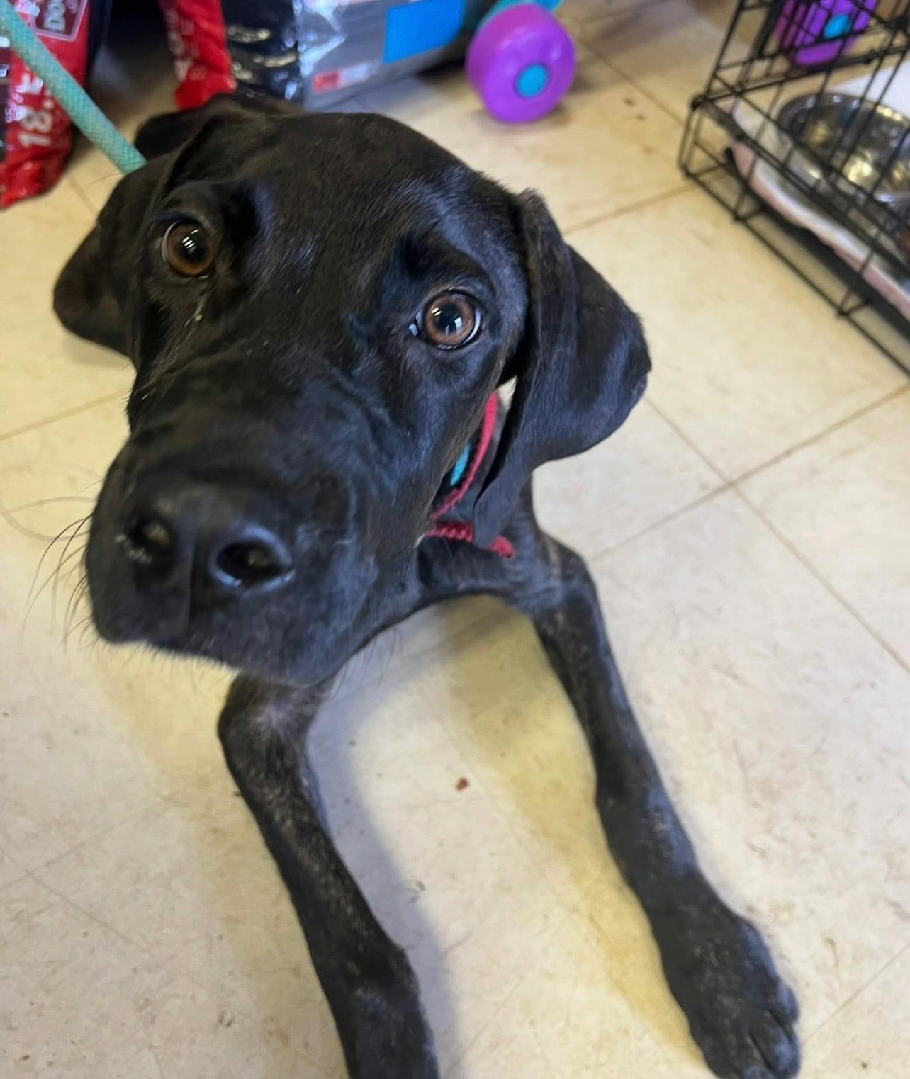 Enlarge Ozzy, an adopted mixed breed in Sheboygan, WI image 2/2