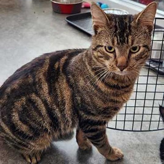 Byron, ADOPTABLE, Adult Male Tabby.