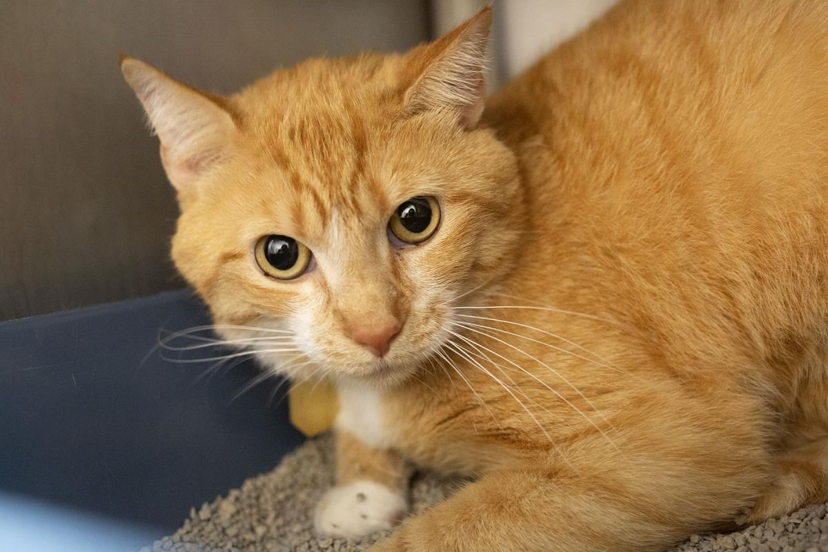 Garfield, Adoptable, Adult Male Domestic Short Hair & Tabby.
