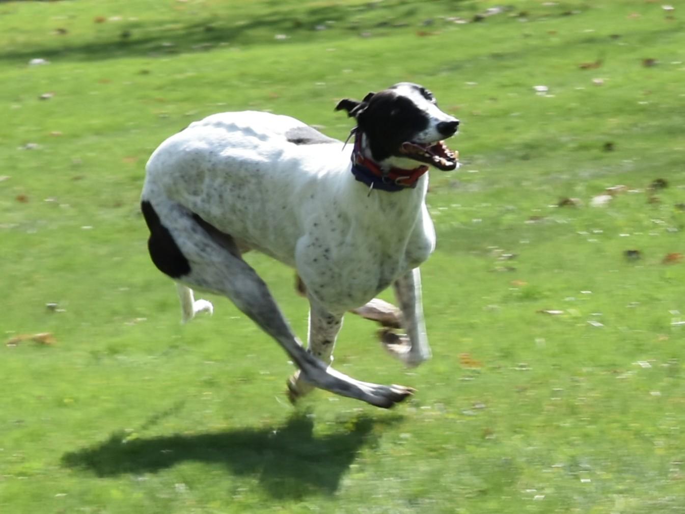 Enlarge Wembanyama "Bones", an adoptable Greyhound in Chagrin Falls, OH image 1/6