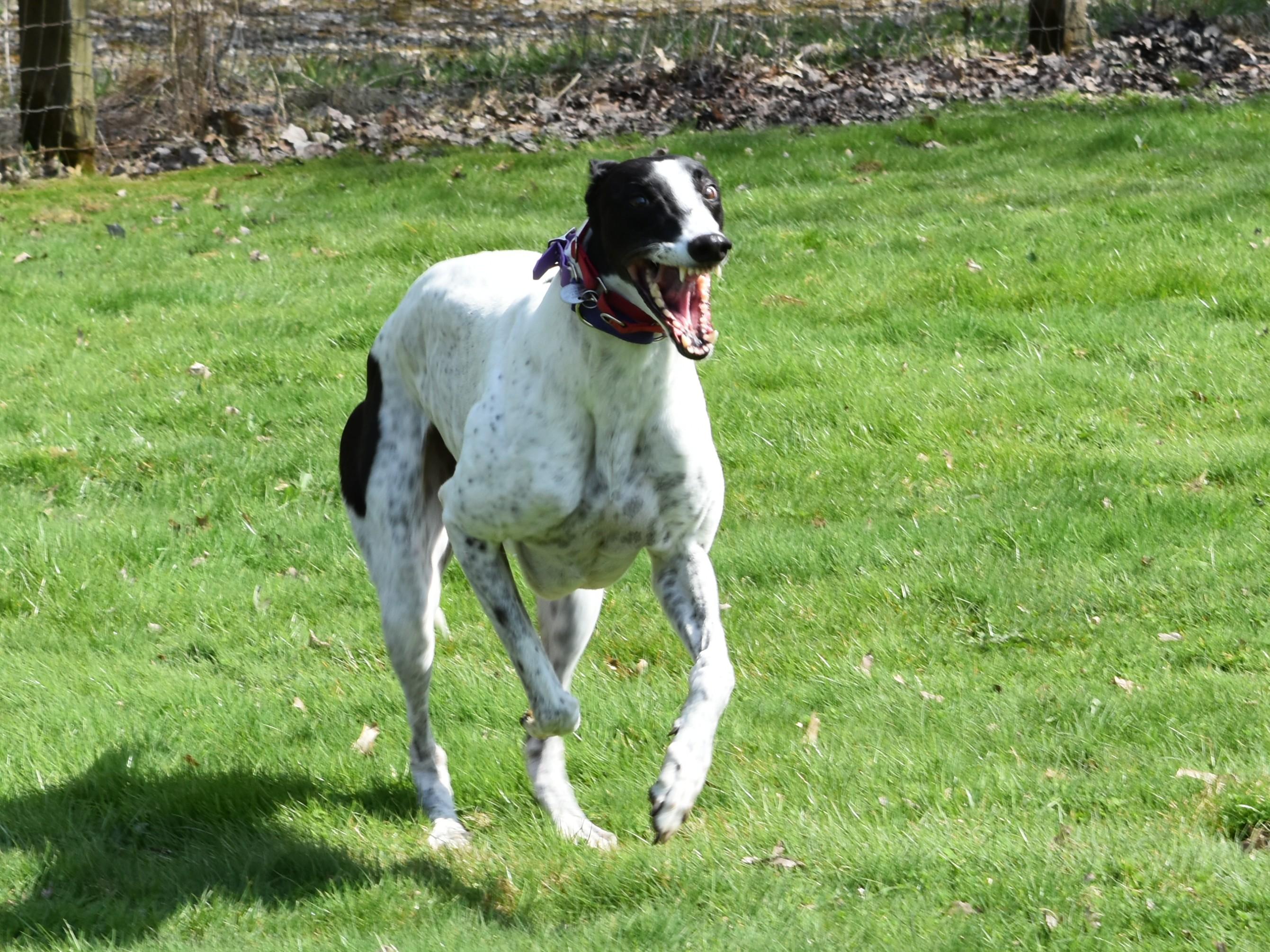 Enlarge Wembanyama "Bones", an adoptable Greyhound in Chagrin Falls, OH image 2/6