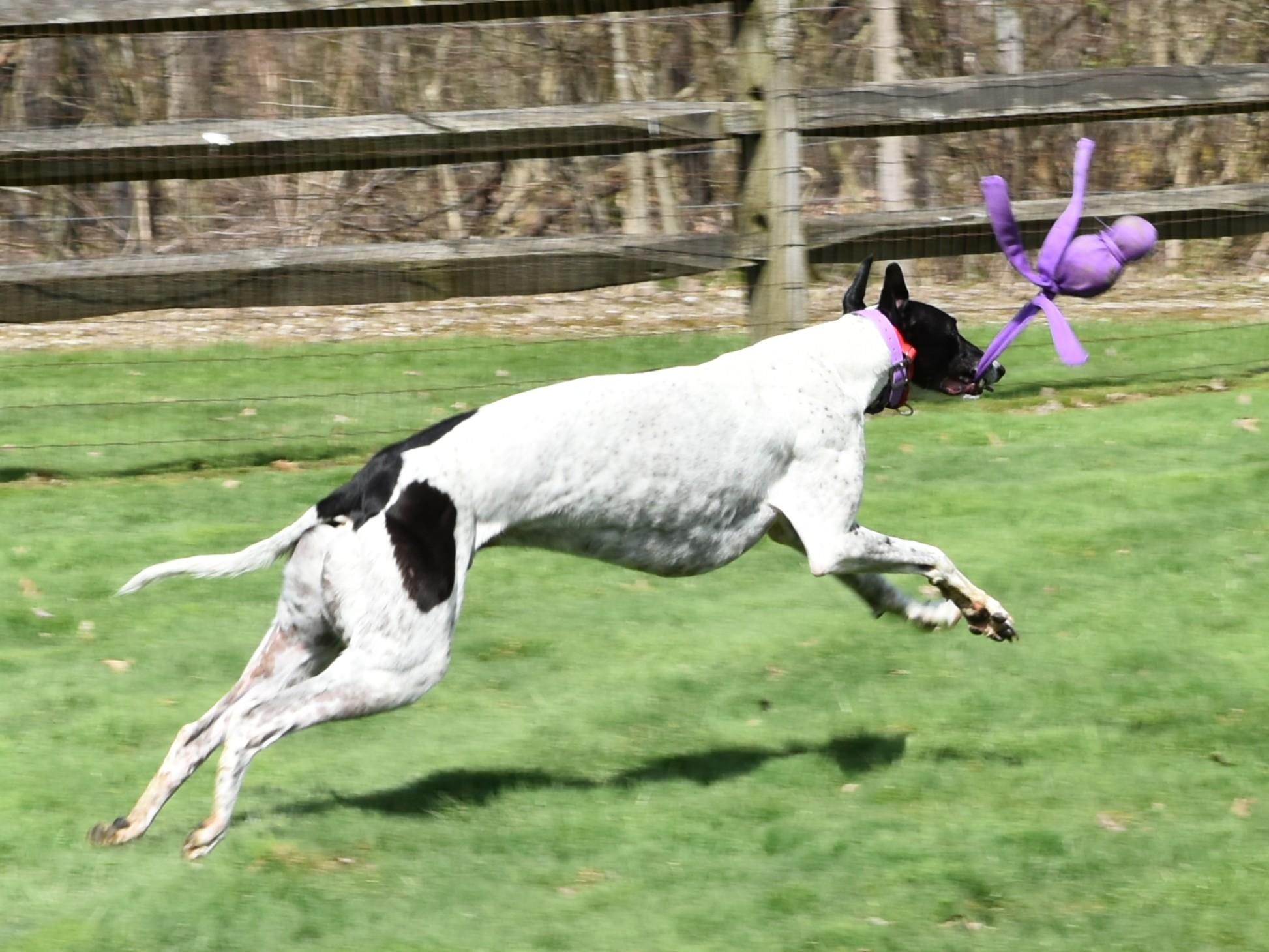 Enlarge Wembanyama "Bones", an adoptable Greyhound in Chagrin Falls, OH image 4/6