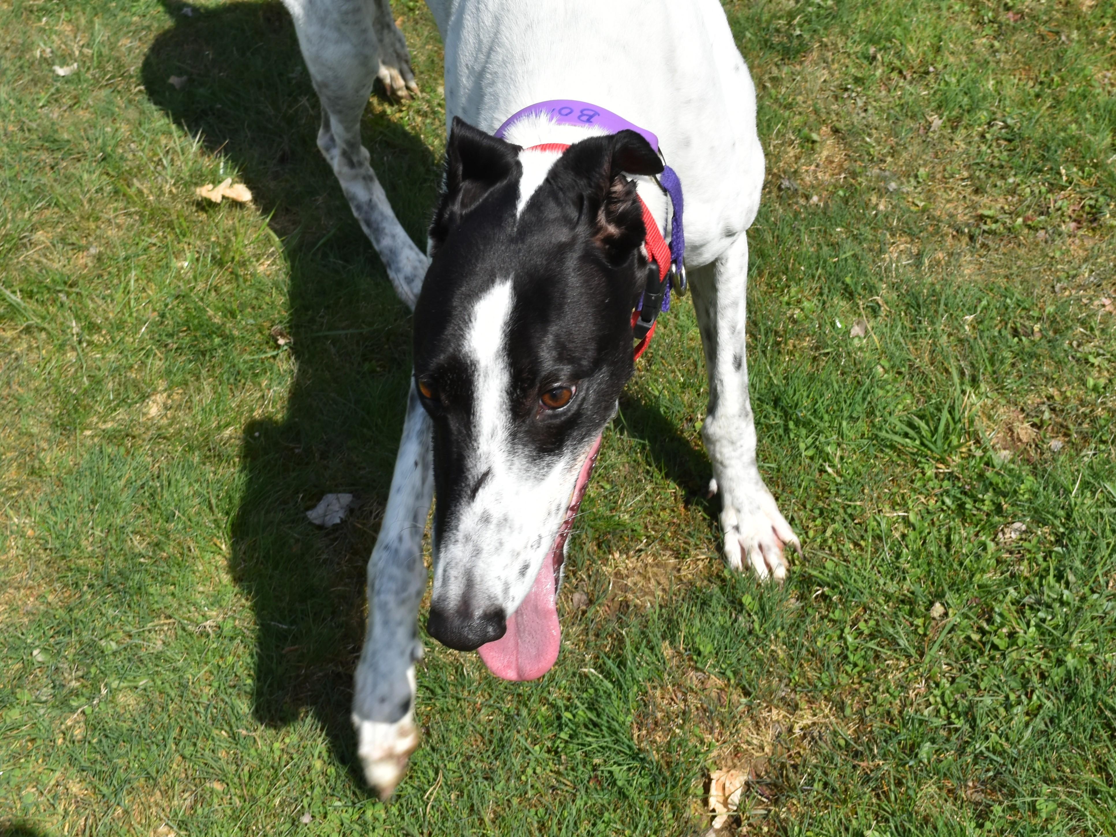 Enlarge Wembanyama "Bones", an adoptable Greyhound in Chagrin Falls, OH image 5/6