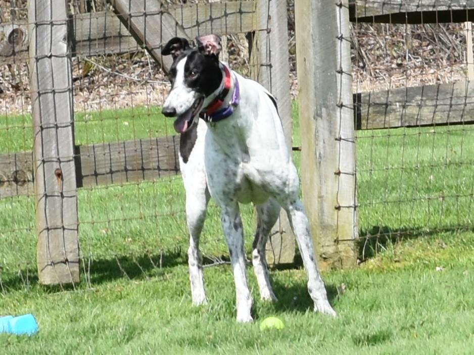 Enlarge Wembanyama "Bones", an adoptable Greyhound in Chagrin Falls, OH image 6/6