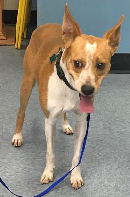 Rocky, a Adoptable mixed breed in Portsmouth, OH image 2/10