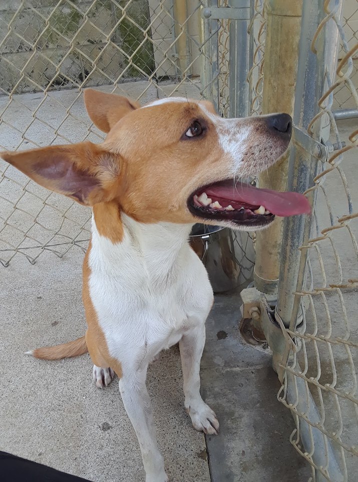 Rocky, a Adoptable mixed breed in Portsmouth, OH image 3/10