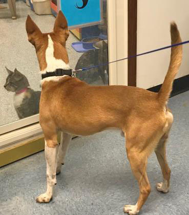 Rocky, a Adoptable mixed breed in Portsmouth, OH image 4/10