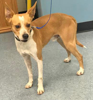 Rocky, a Adoptable mixed breed in Portsmouth, OH image 5/10