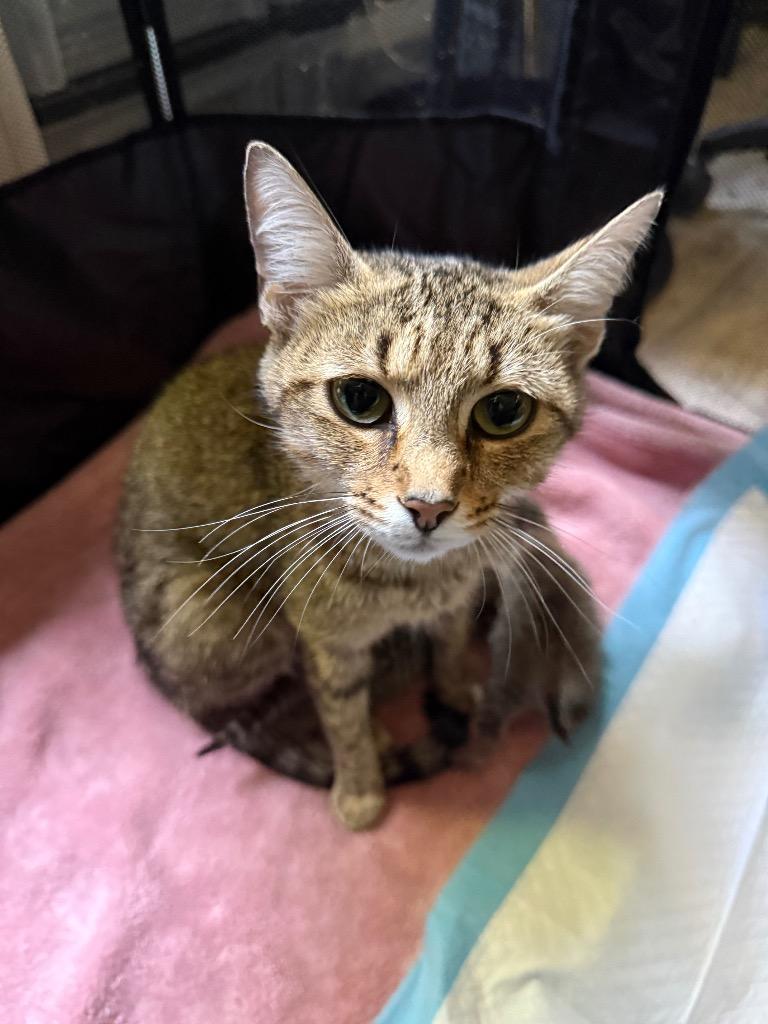 Dragonfly, Adoptable, Young Female Domestic Short Hair.