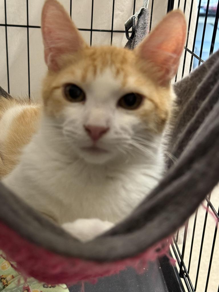 O’Malley (Oliver), a Adoptable mixed breed in Ontario, OR image 1/2