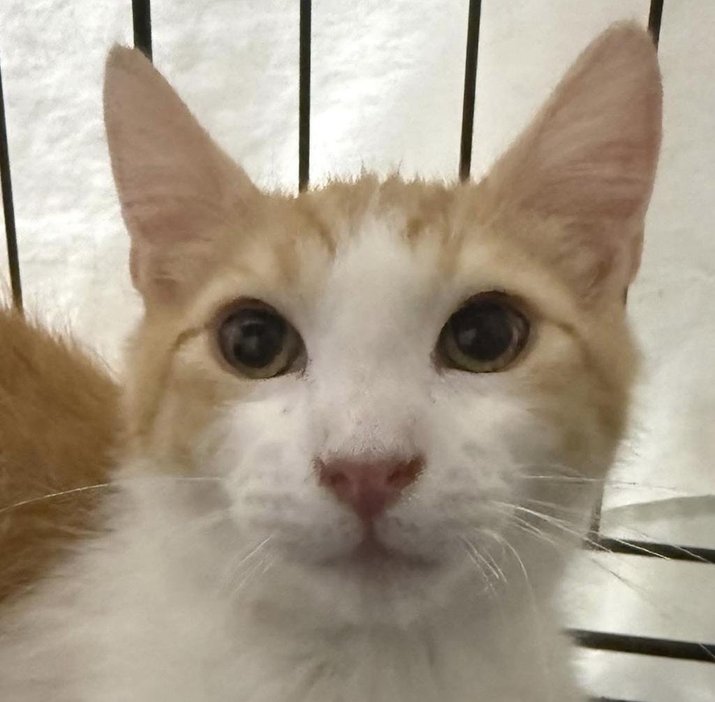 O’Malley (Oliver), a Adoptable mixed breed in Ontario, OR image 2/2