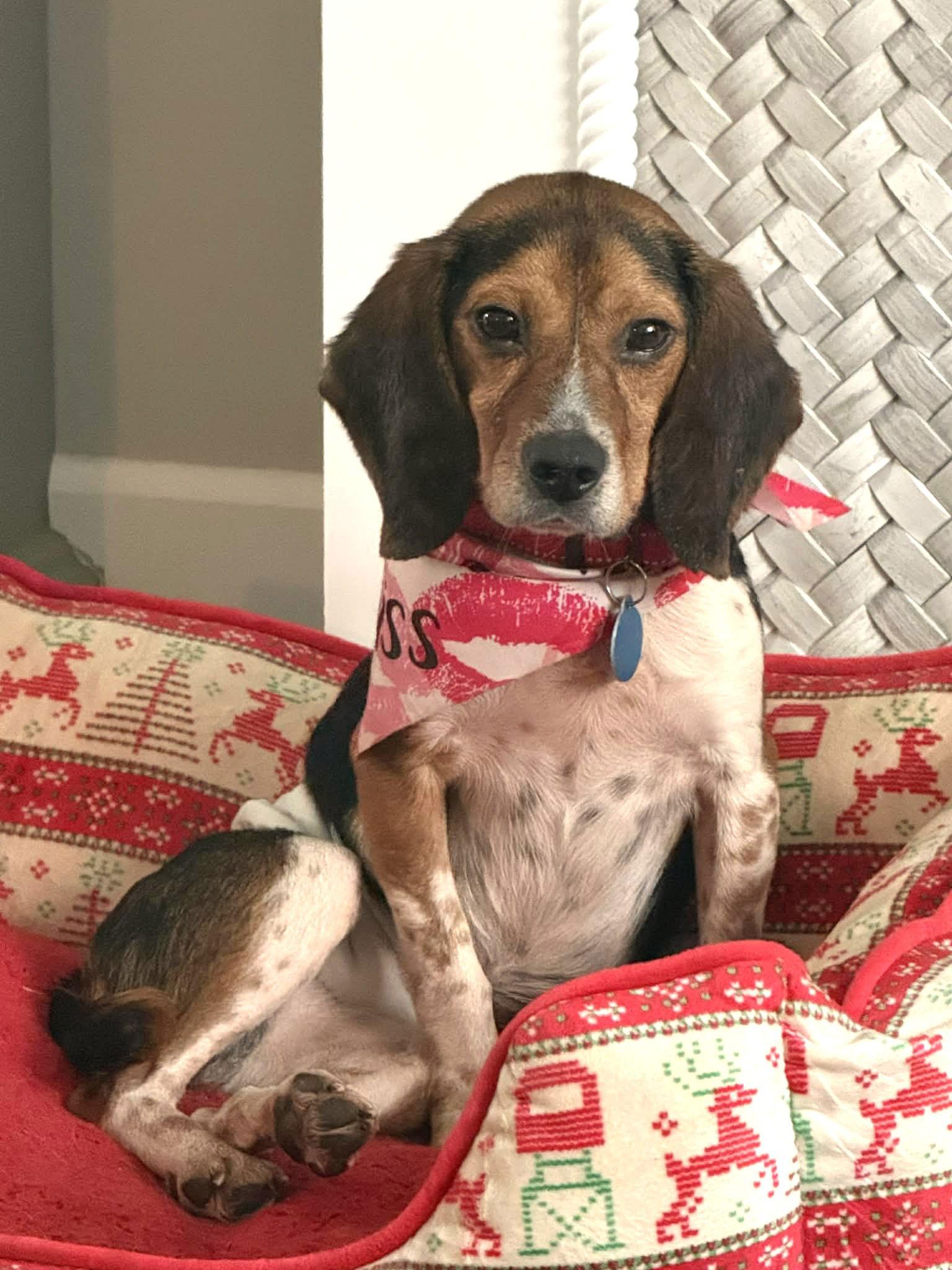 Biggie Smalls, Adoptable, Adult Male Beagle.