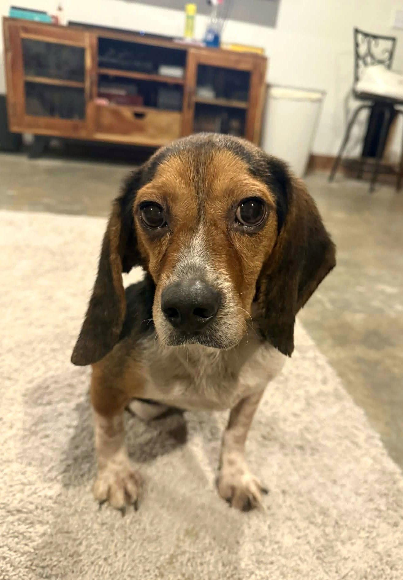 Biggie Smalls - ADOPTED!, Adopted, Adult Male Beagle.