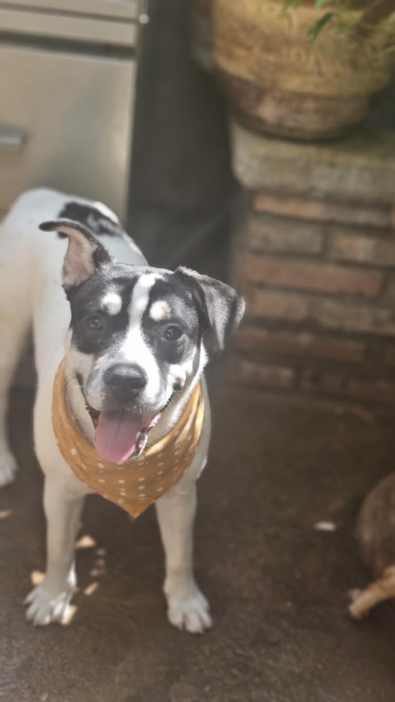 Leo available at Charlie's Little Dog House, Adoptable, Puppy Male French Bulldog & Siberian Husky.