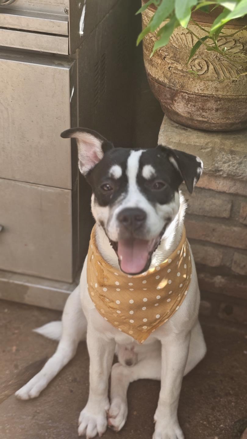 Leo available at Charlie's Little Dog House