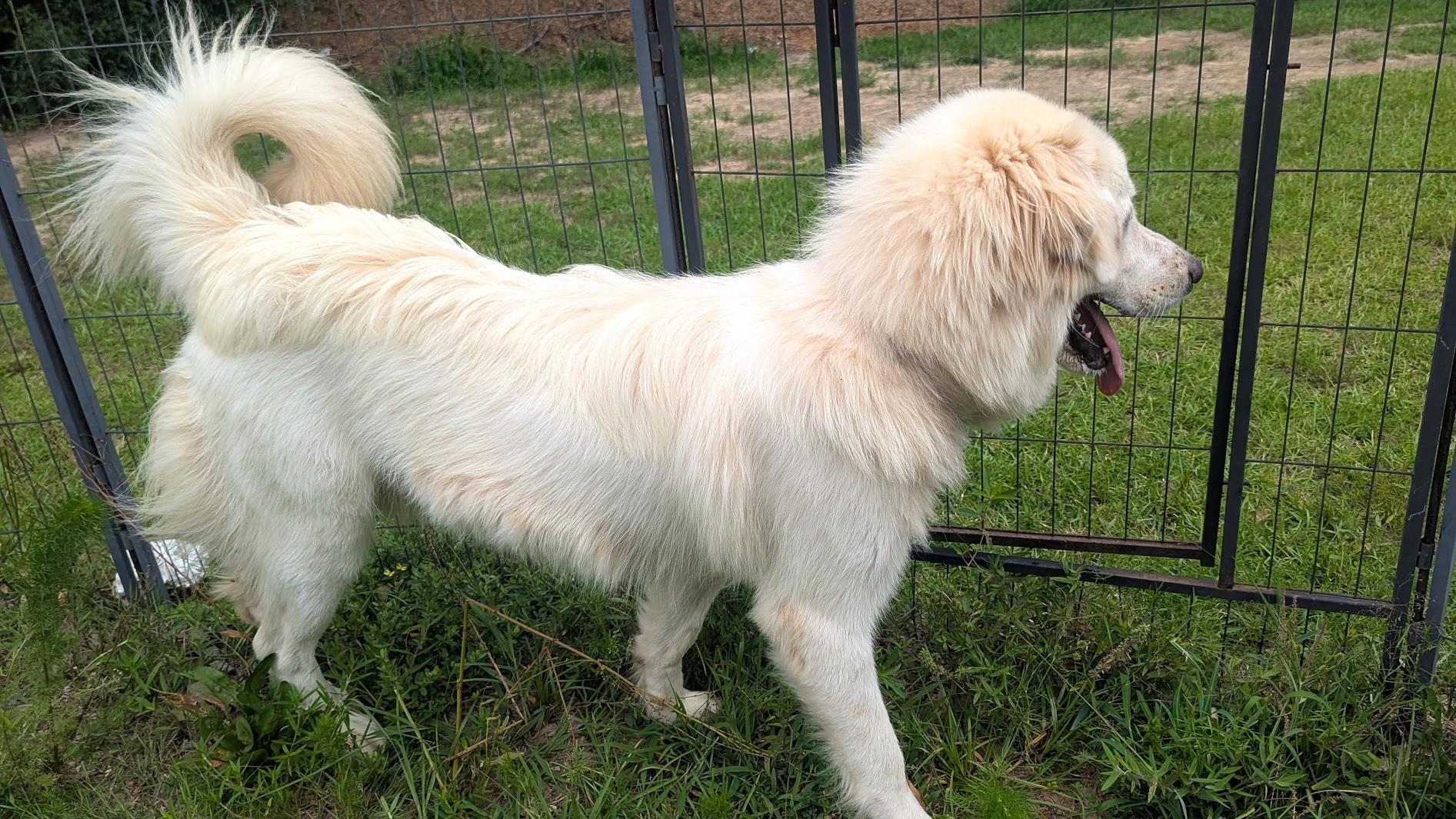 Enlarge GOLDEN, a Adoptable mixed breed in Fosters, AL image 2/6
