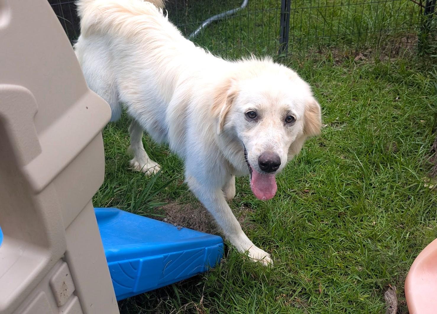 GOLDEN, Adoptable, Young Female Great Pyrenees.
